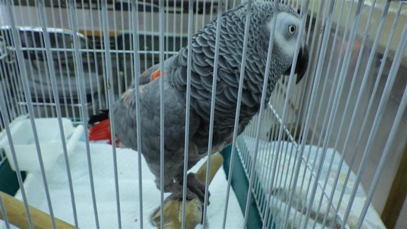 落とし物の「ヨウム」大阪府警、希少種と知らず譲渡→事件に…府警「適正だった」奈良県警が種の保存法違反容疑で譲渡先を捜査