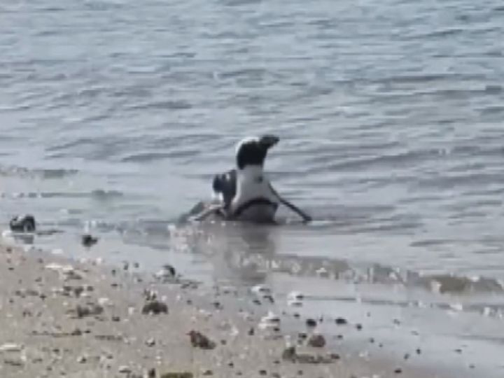 【無事】出張動物園の”脱走ペンギン”、島から約45km離れた海岸で2週間ぶりに見つかる 愛知