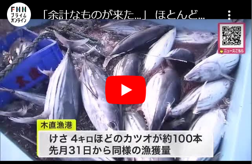 余計なものが来た… ほとんど来ない“カツオ”連日水上げで漁師困惑 店では早速「刺身定食」提供