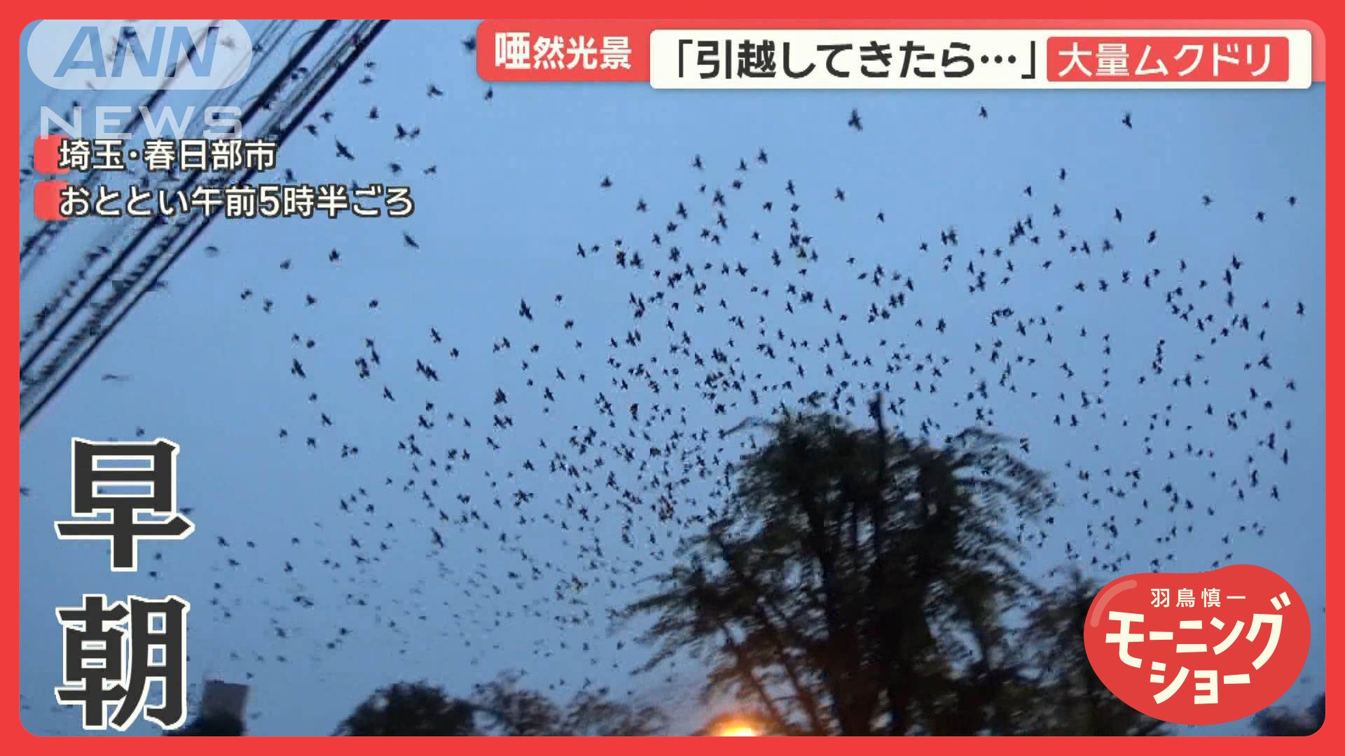 【騒音】引越し先にムクドリの大群…深夜も大音量　住民困惑「寝不足で再引越しも覚悟」