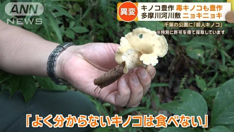 【社会】キノコが豊作で毒キノコも豊作　千葉の公園に「殺人キノコ」　各地で食中毒相次ぐ