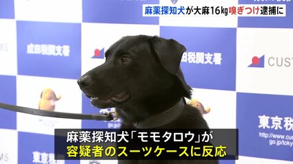 【成田空港】麻薬探知犬「モモタロウ」が大麻約16キロを発見　密輸しようとしたスペイン国籍の男を逮捕