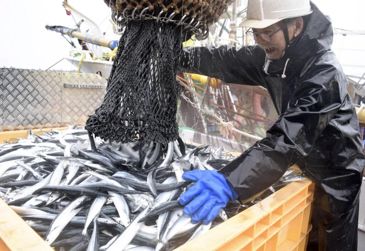 サンマ大漁５０トン、銚子の漁師「ここ数年で一番」…２０１９年からの不漁に改善の兆し