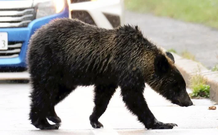 ヒグマ駆除の拒否、北海道猟友会が支部の判断「尊重」で調整…「警察や市町村の十分な協力必要」