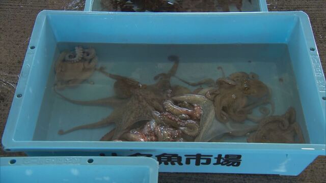 【漁獲量少なく例年より高値】東京23区ではタコがマグロ超え！名古屋の老舗たこ焼き屋もタコ高騰に泣く！