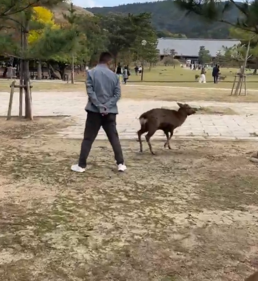 【動画あり】　奈良の鹿を蹴りまくっていた中国人さん　へずまりゅうに叱られビビるｗｗ