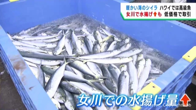 【マヒマヒ】宮城の海の異変　ハワイの高級魚シイラの水揚げが増える