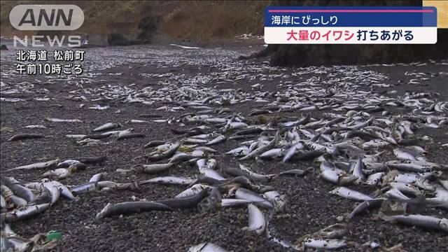 海岸にびっしり…大量のイワシ打ちあがる　北海道松前町