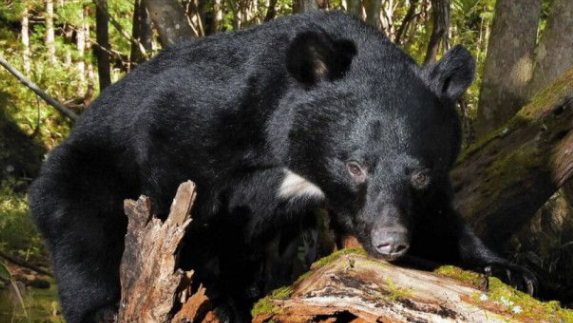 【悲報】秋田、クマが次々と出まくって終了ｗｗ