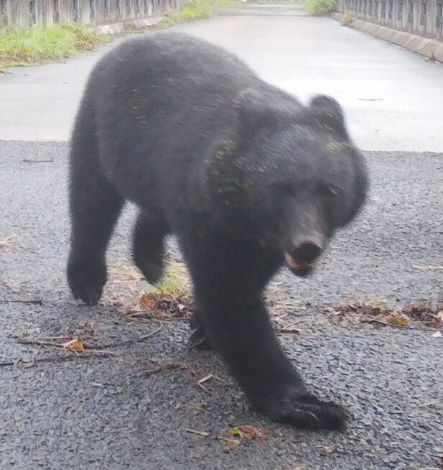 「殺さないで」クマ殺処分の秋田市などに抗議の電話殺到　獣医師立ち合いで麻酔後に電気殺