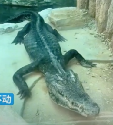 骨と皮だけの痩せたワニ、中国の動物園に非難が集まる