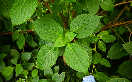 有毒植物だと知らずに料理に添え配膳のスタッフが「大葉」と説明　アジサイの葉で食中毒